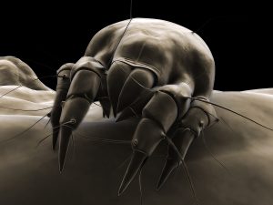 Dust mite allergies and remedy