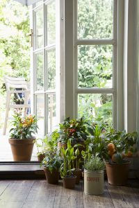 Plants help indoor health