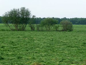 Fresh_mowed_grass_fields_in_Drenthe