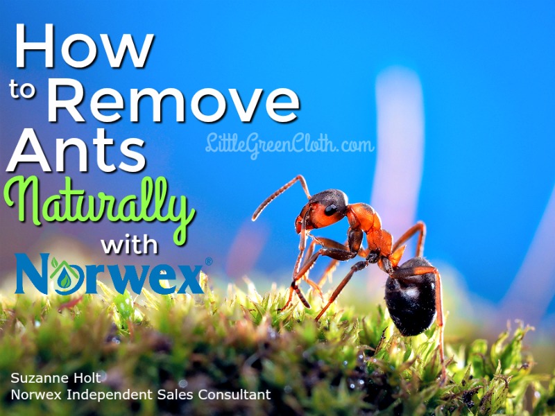 How to Naturally Remove Ants with Norwex!!