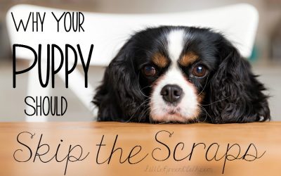 Why Your Puppy Should Skip the Table Scraps