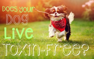 Does Your Dog Live Toxin-Free? How to Create a Natural Environment for your Pets!