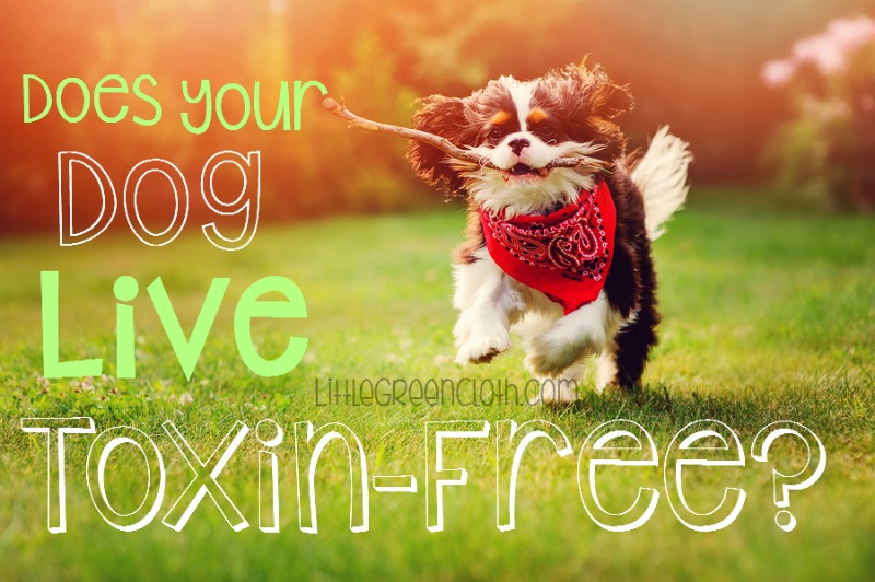 How to Create a Chemical-Free Environment for Pets!