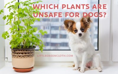 Protect Your Puppy from Plants Unsafe for Dogs!