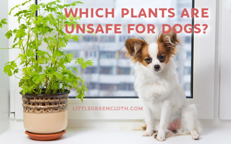 Unsafe Plants for Dogs