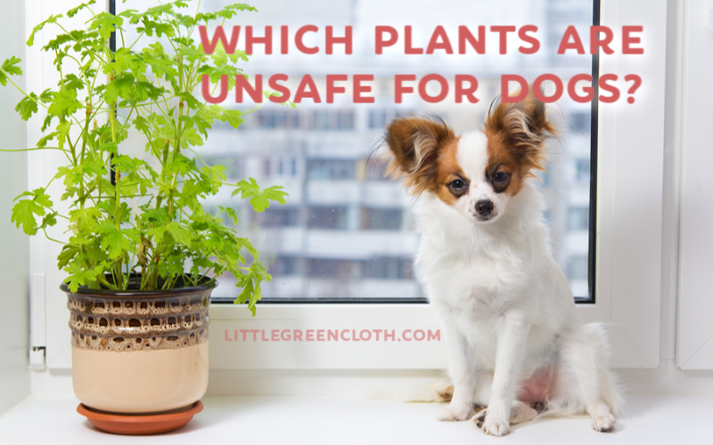 Protect Your Puppy from Plants Unsafe for Dogs with this Quick Guide!