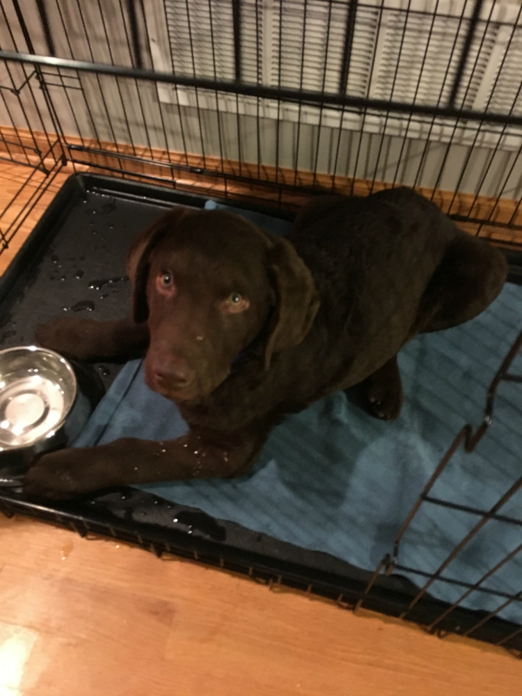 12 Days of Norwex Christmas Pets or Pet Lovers! Little Green Cloth